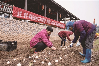 3000顆新湖郁金香種球來到埠頭村 給鄉村增添新美麗
