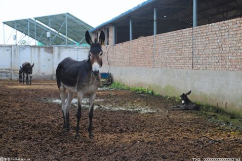 減少大豆進口量 飼用豆粕減量代替