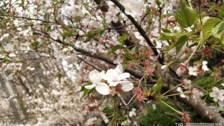 油菜花、樱花、桃花三大花种遍布全国 赏花游持续升温