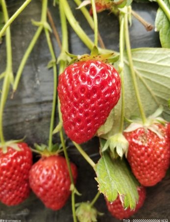 合肥炭素开展“三八”妇女节 女工摘草莓活动