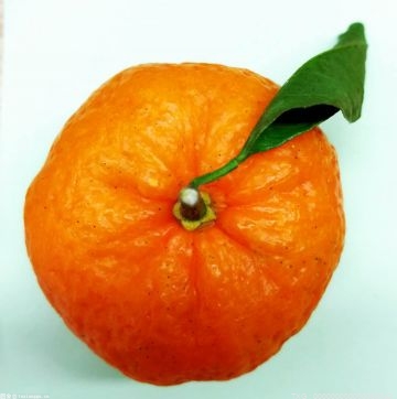 利民村柑橘产业产销两旺 甜蜜事业覆盖全村